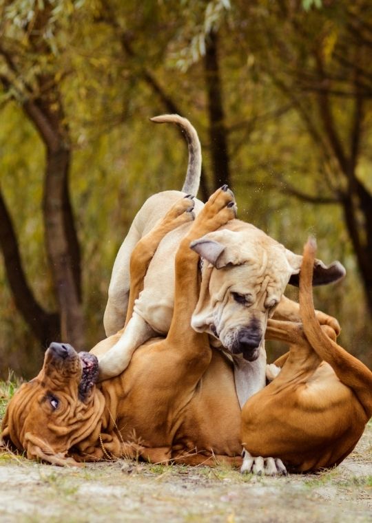 Fila Brasileiro