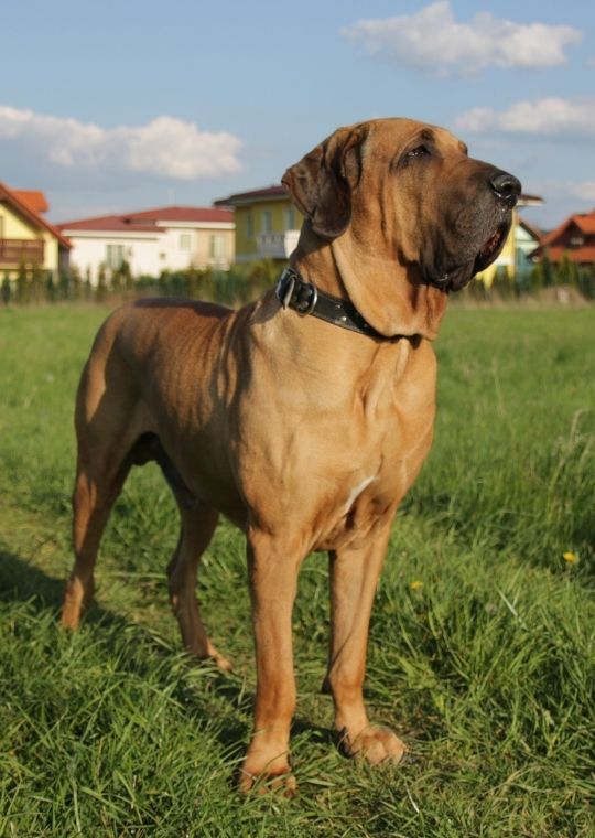 Fila Brasileiro