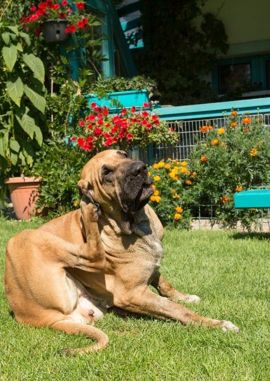 Fila Brasileiro