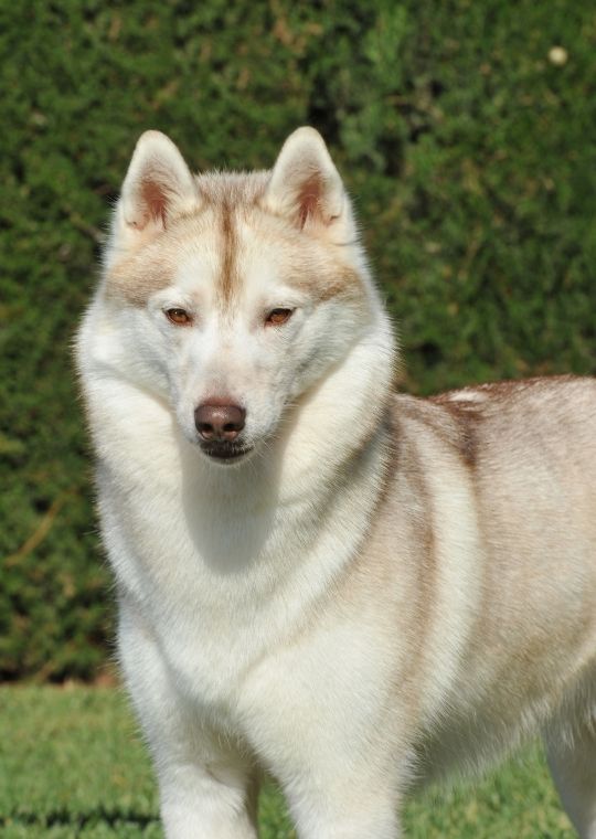 Siberian Husky