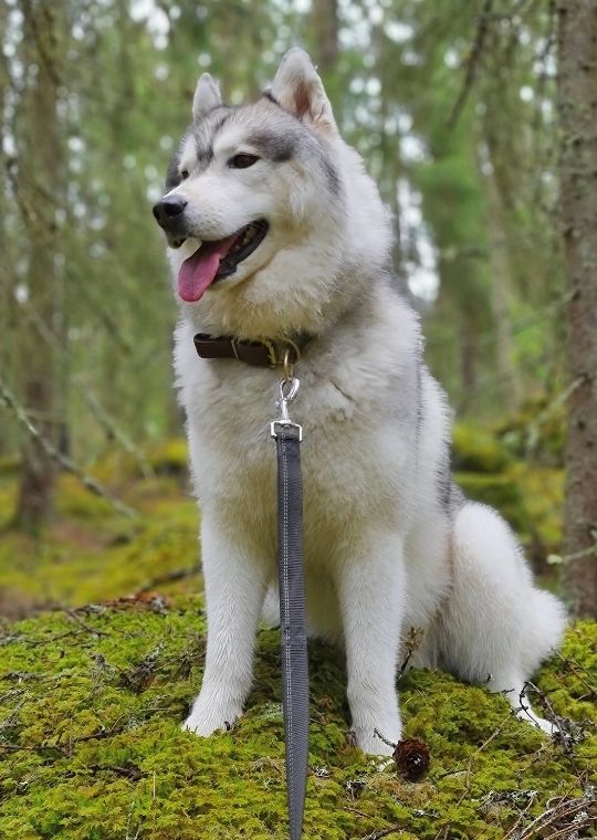 Siberian Husky