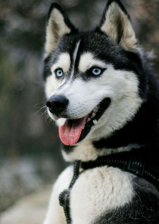 Siberian Husky