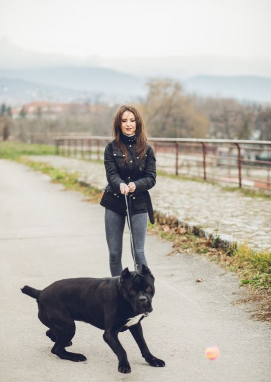 เนโพลิทัน มาสทิฟฟ์