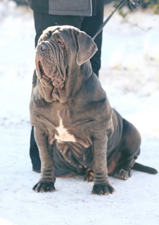 เนโพลิทัน มาสทิฟฟ์