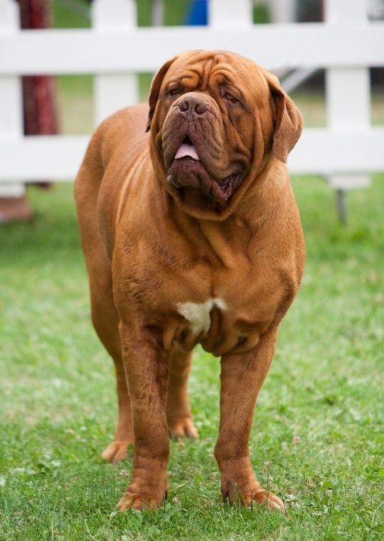 เนโพลิทัน มาสทิฟฟ์