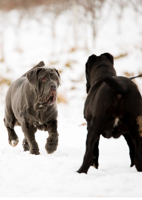 เนโพลิทัน มาสทิฟฟ์