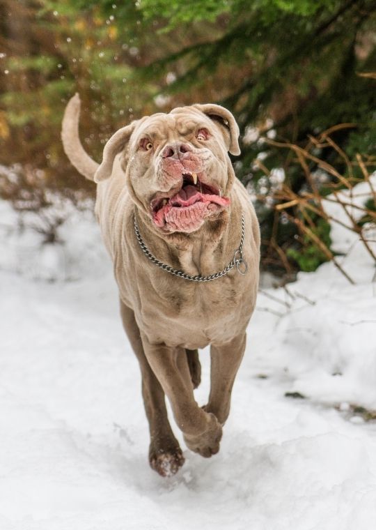 เนโพลิทัน มาสทิฟฟ์