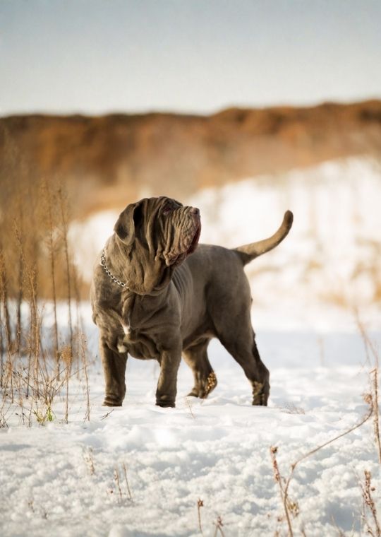 เนโพลิทัน มาสทิฟฟ์