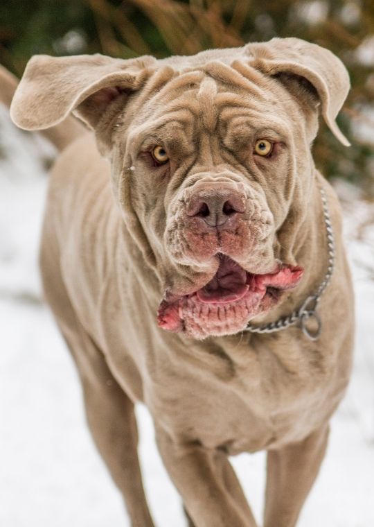 เนโพลิทัน มาสทิฟฟ์