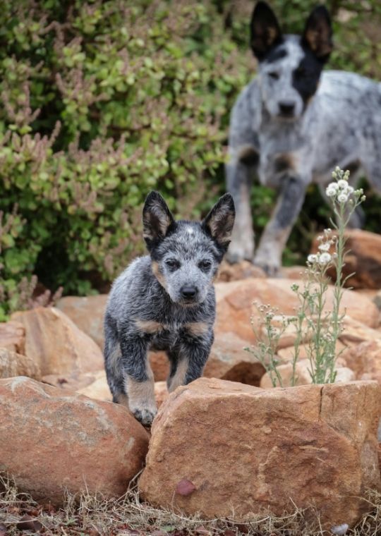 Australian Cattle Dog