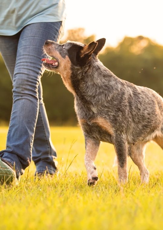 Australian Cattle Dog