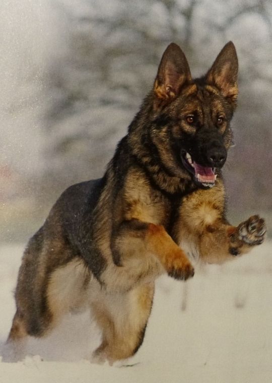 ฝึกสุนัขดุ