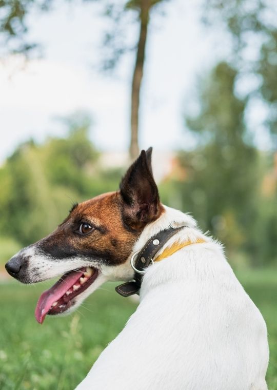 ฝึกสุนัขดุ