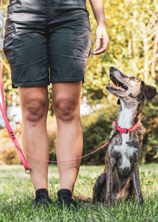 ฝึกสุนัขดุ