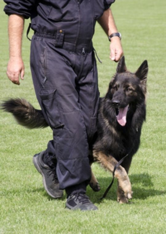 ฝึกสุนัขดุ