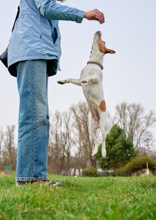 ฝึกสุนัขดุ