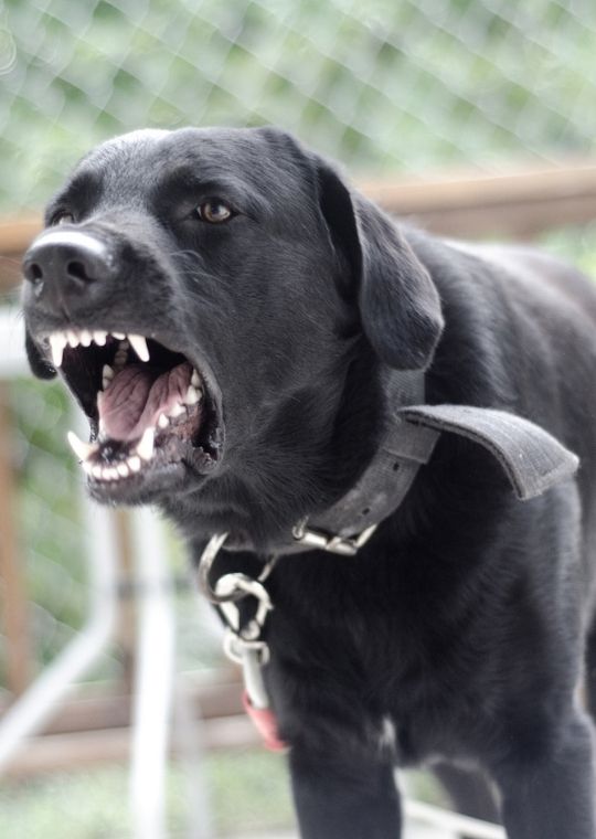 ฝึกสุนัขดุ