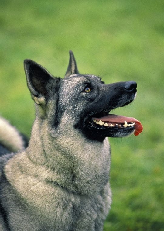 Norwegian Elkhound