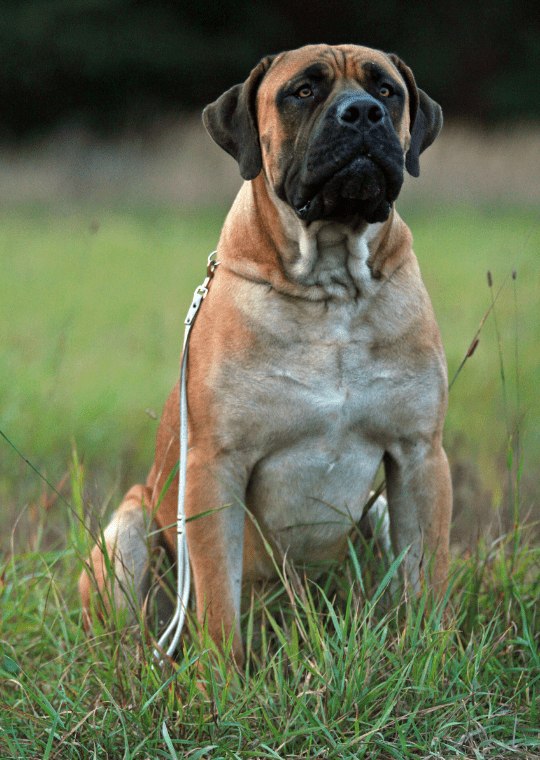 boerboel dog
