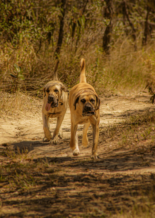 boerboel dog