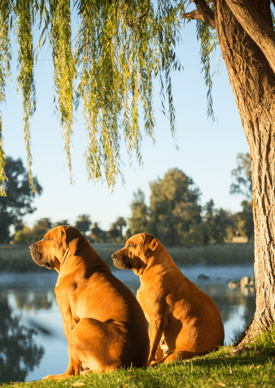 boerboel dog
