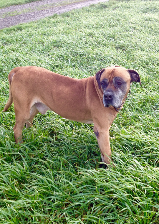 boerboel dog