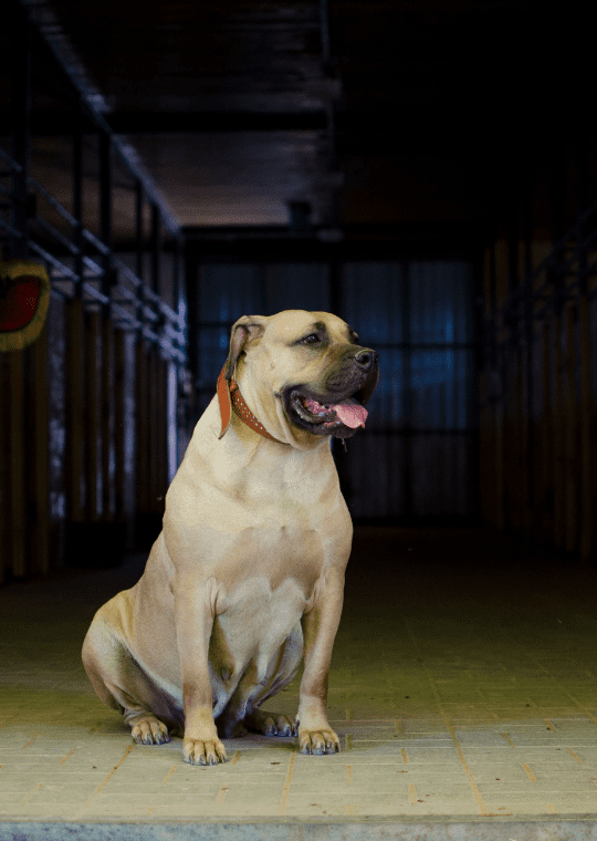 boerboel dog