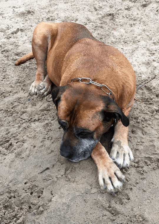 boerboel dog