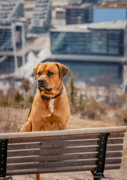 boerboel dog