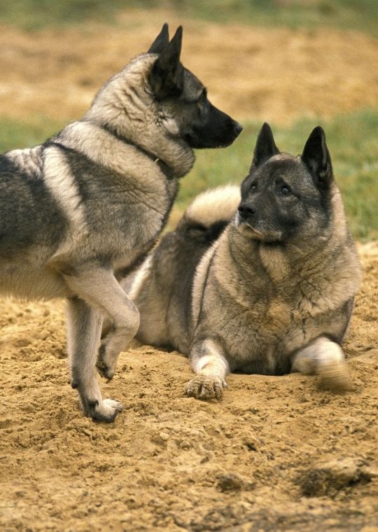 Norwegian Elkhound