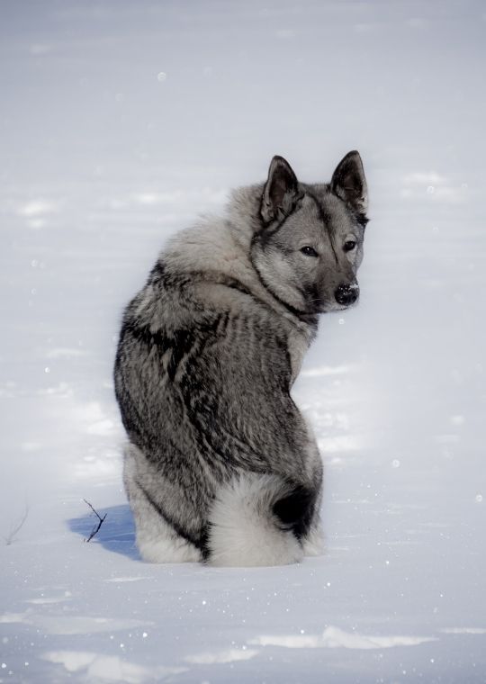 Norwegian Elkhound