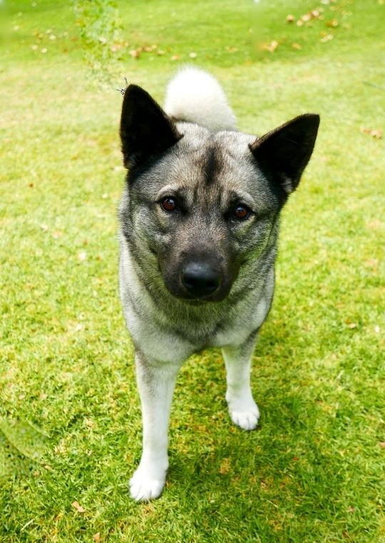 Norwegian Elkhound