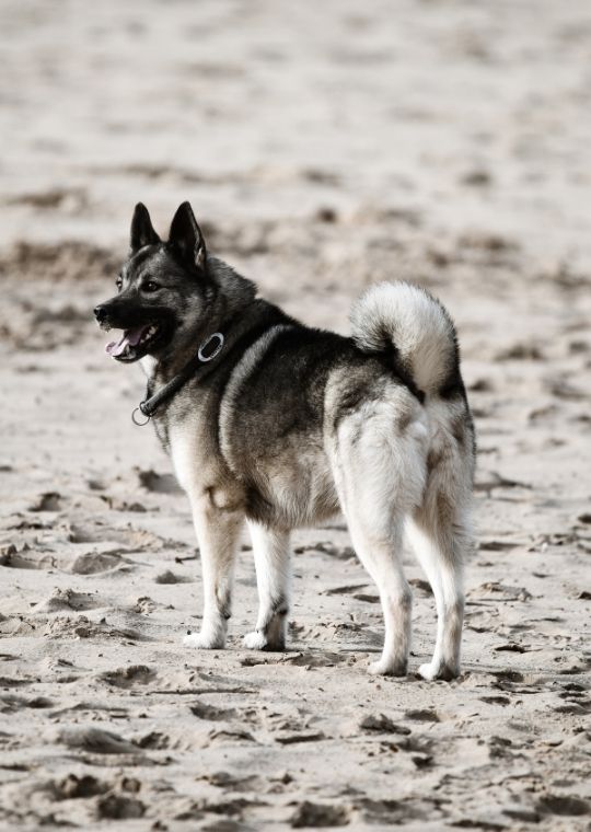 Norwegian Elkhound