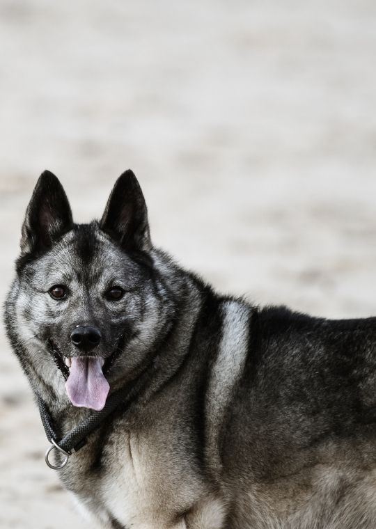 Norwegian Elkhound
