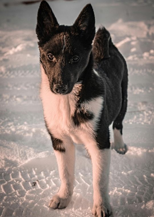 Norwegian Elkhound