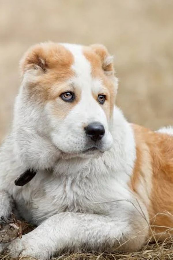 Central Asian Shepherd