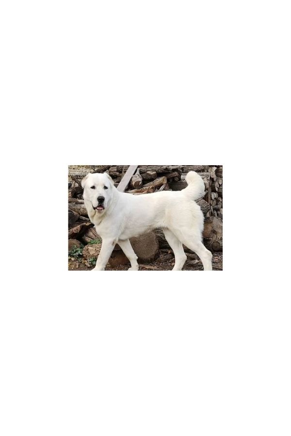 Central Asian Shepherd