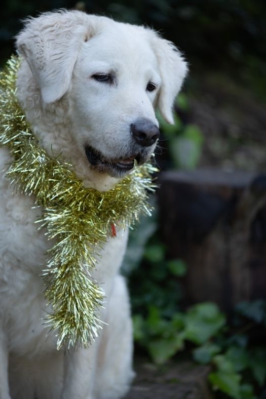 Kuvasz3