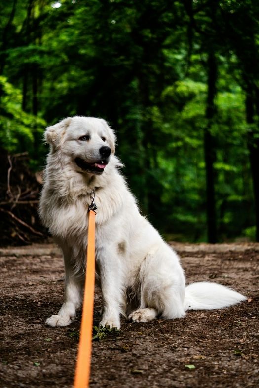 Kuvasz4