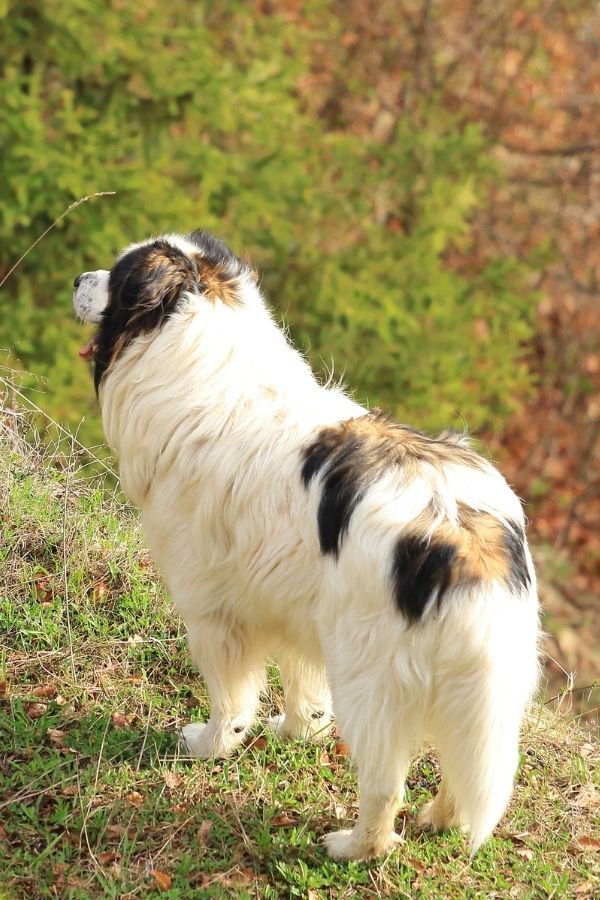 Tornjak
