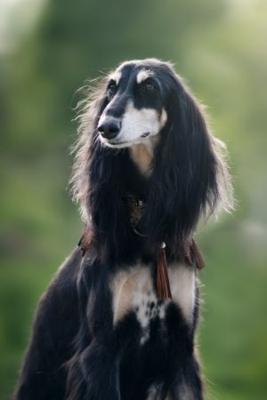 ซาลูกิ (Saluki)