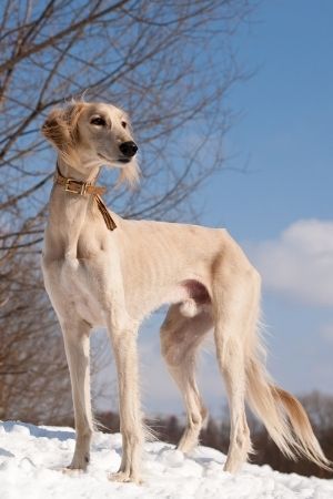 ซาลูกิ (Saluki)
