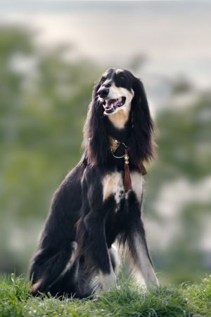 ซาลูกิ (Saluki)