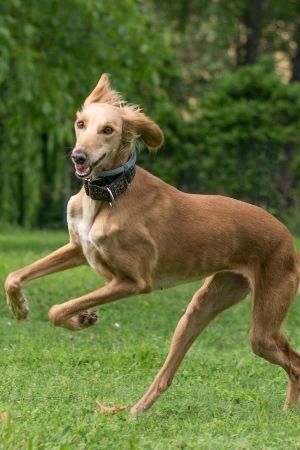 ซาลูกิ (Saluki)