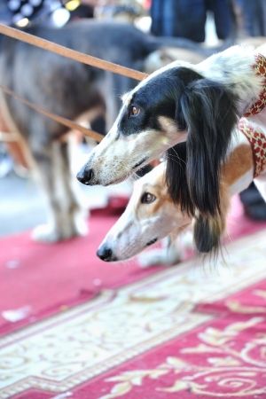 ซาลูกิ (Saluki)