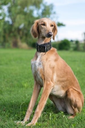 ซาลูกิ (Saluki)