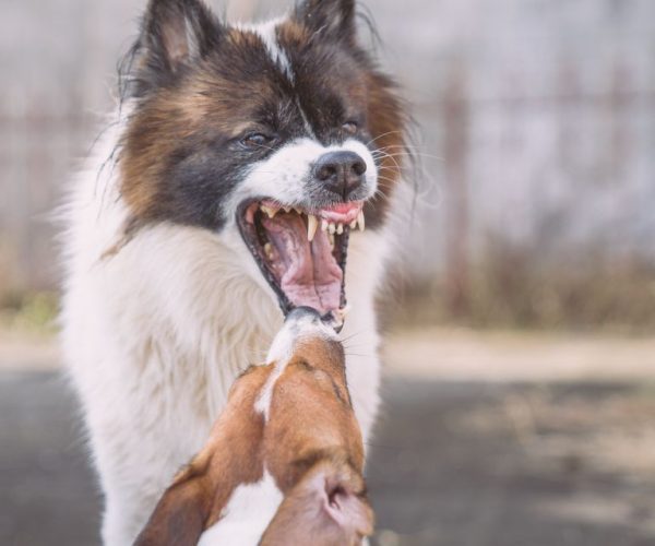 Bangkaew dog breed11