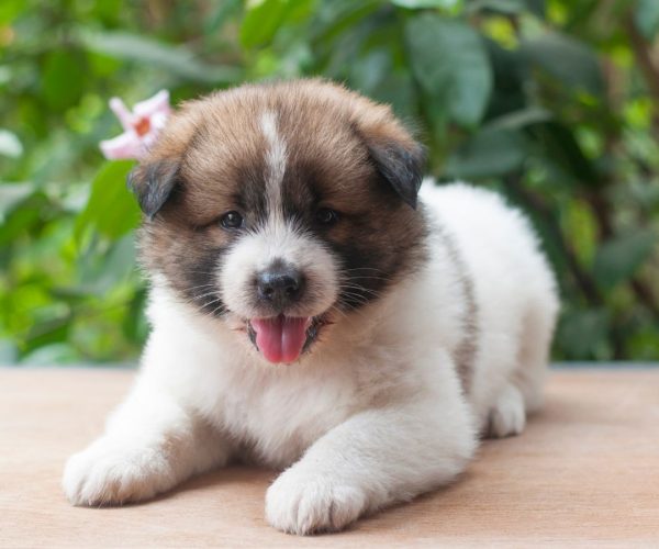 Bang Kaew dog8 Bang Kaew dog