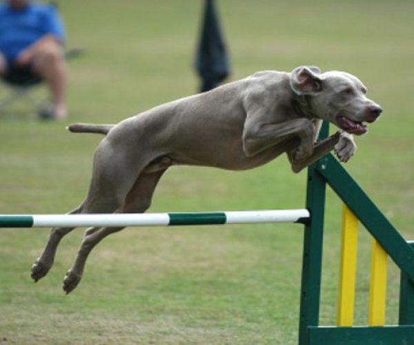 ประวัติสุนัข