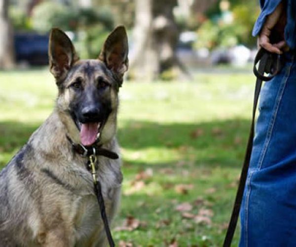 สุนัขดุร้าย สุนัขดุร้าย